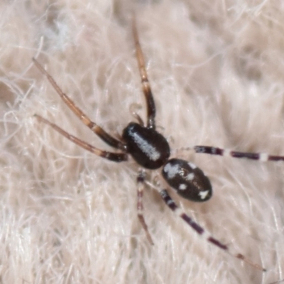 Lampona sp. (genus) (White-tailed spider) at Evatt, ACT - 5 Apr 2020 by Thurstan