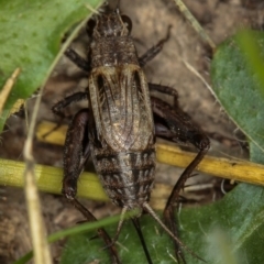 Lepidogryllus sp. (genus) (A cricket) at Dunlop, ACT - 5 Apr 2012 by Bron