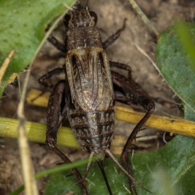 Lepidogryllus sp. (genus) (A cricket) at Dunlop, ACT - 5 Apr 2012 by Bron