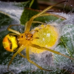 Deliochus sp. (genus) (A leaf curling spider) at West Belconnen Pond - 5 Apr 2012 by Bron