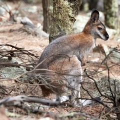 Notamacropus rufogriseus (Red-necked Wallaby) at Majura, ACT - 5 Apr 2020 by GeoffBull