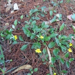 Goodenia hederacea (Ivy Goodenia) at Jerrabomberra, ACT - 4 Apr 2020 by Mike