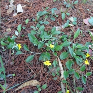 Goodenia hederacea at Jerrabomberra, ACT - 4 Apr 2020