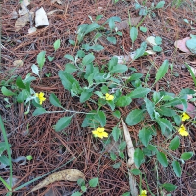 Goodenia hederacea (Ivy Goodenia) at Jerrabomberra, ACT - 4 Apr 2020 by Mike