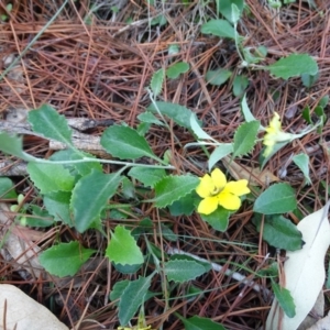 Goodenia hederacea at Jerrabomberra, ACT - 4 Apr 2020