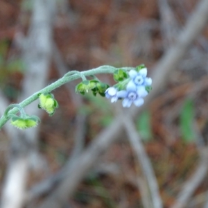 Cynoglossum australe at Jerrabomberra, ACT - 4 Apr 2020