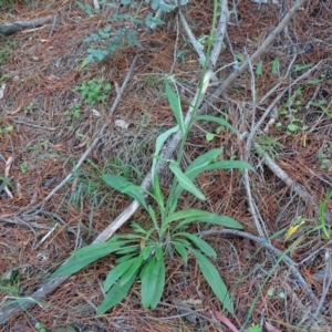 Cynoglossum australe at Jerrabomberra, ACT - 4 Apr 2020