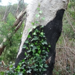 Hedera sp. (helix or hibernica) (Ivy) at Jerrabomberra, ACT - 4 Apr 2020 by Mike