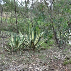 Agave americana at Tuggeranong DC, ACT - 4 Apr 2020