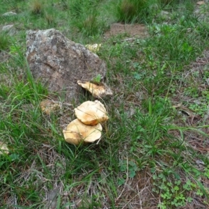 Lactarius deliciosus at Isaacs, ACT - 5 Apr 2020