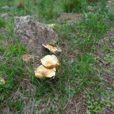 Lactarius deliciosus (Saffron Milkcap) at Isaacs, ACT - 5 Apr 2020 by Mike