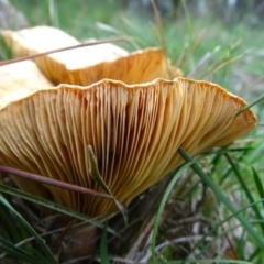 Lactarius deliciosus at Isaacs, ACT - 5 Apr 2020