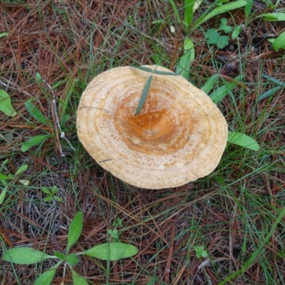 Lactarius deliciosus (Saffron Milkcap) at Isaacs, ACT - 5 Apr 2020 by Mike