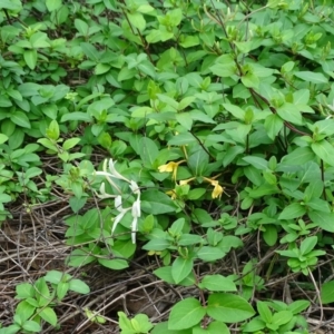 Lonicera japonica at Isaacs, ACT - 5 Apr 2020