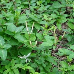 Lonicera japonica at Isaacs, ACT - 5 Apr 2020