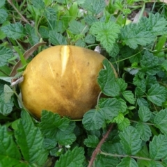 Unidentified Cap on a stem; gills below cap [mushrooms or mushroom-like] at Isaacs Ridge - 5 Apr 2020 by Mike