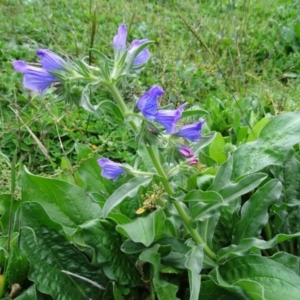 Echium plantagineum at Jerrabomberra, ACT - 5 Apr 2020