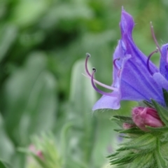 Echium plantagineum at Jerrabomberra, ACT - 5 Apr 2020