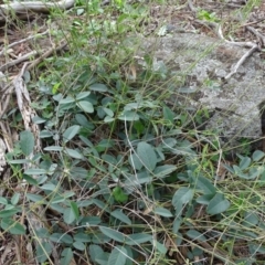 Oxytes brachypoda (Large Tick-trefoil) at Isaacs Ridge - 5 Apr 2020 by Mike