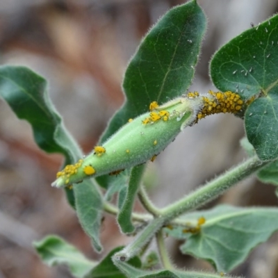 Aphis nerii (Milkweed Aphid) at Jerrabomberra, ACT - 5 Apr 2020 by Mike