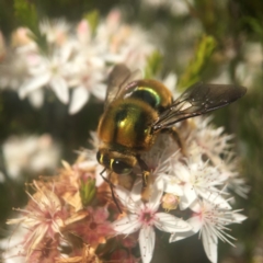 Xylocopa (Lestis) aerata (Golden-Green Carpenter Bee) at Mogo, NSW - 23 Oct 2019 by PeterA