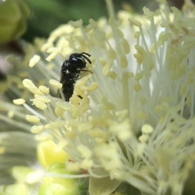 Hylaeus perhumilis at Mogo, NSW - 19 Oct 2018 by PeterA