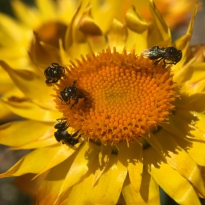 Tetragonula carbonaria (Stingless bee) at Mogo, NSW - 12 Oct 2017 by PeterA