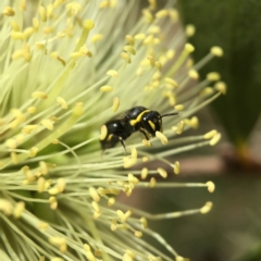 Hylaeus euxanthus at Mogo, NSW - 2 Nov 2017 by PeterA