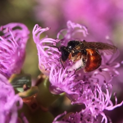 Exoneura sp. (genus) (A reed bee) at Mogo, NSW - 31 Oct 2017 by PeterA