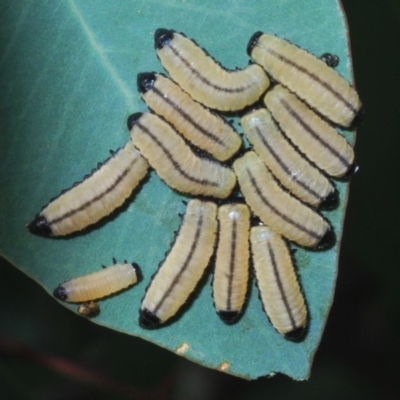 Paropsisterna cloelia (Eucalyptus variegated beetle) at Dunlop, ACT - 1 Apr 2020 by Harrisi