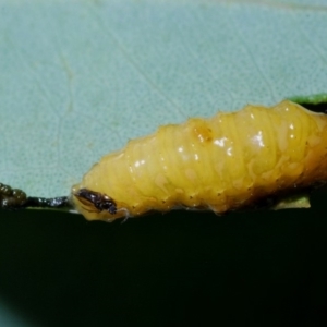 Oxyops sp. (genus) at Aranda, ACT - 1 Apr 2020