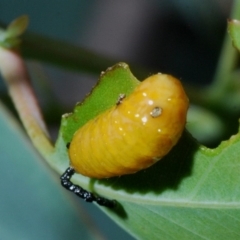 Oxyops sp. (genus) at Aranda, ACT - 1 Apr 2020