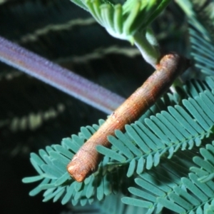 Monoctenia falernaria at Bruce, ACT - 31 Mar 2020