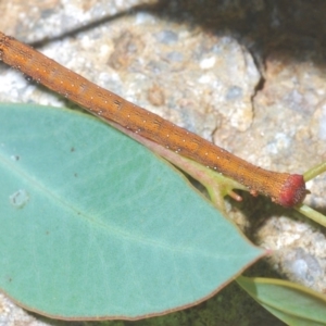 Lepidoptera unclassified IMMATURE moth at Dunlop, ACT - 1 Apr 2020