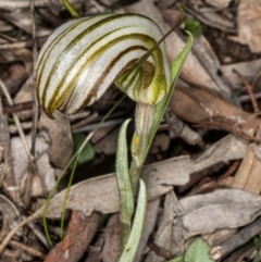 Diplodium truncatum (Little Dumpies, Brittle Greenhood) at Crace, ACT - 5 Apr 2020 by DerekC