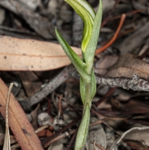 Diplodium truncatum at Crace, ACT - 5 Apr 2020