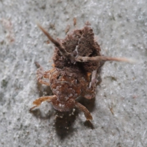 Platybrachys sp. (genus) at Acton, ACT - 10 Mar 2020