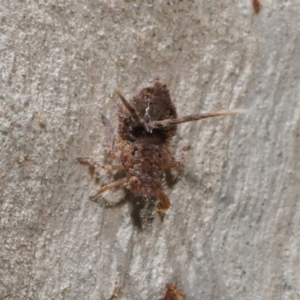 Platybrachys sp. (genus) at Acton, ACT - 10 Mar 2020