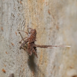 Platybrachys sp. (genus) at Acton, ACT - 10 Mar 2020 12:18 PM