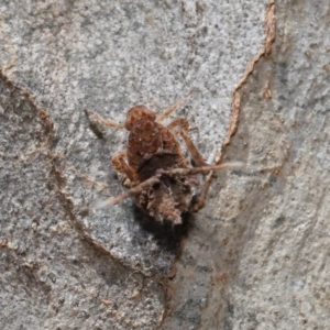 Platybrachys sp. (genus) at Acton, ACT - 10 Mar 2020