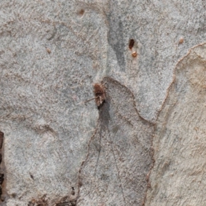 Platybrachys sp. (genus) at Acton, ACT - 10 Mar 2020 12:18 PM