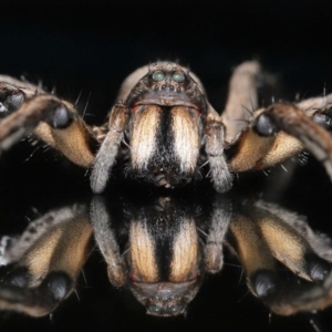 Tasmanicosa godeffroyi at Evatt, ACT - 3 Apr 2020