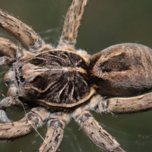 Tasmanicosa godeffroyi at Evatt, ACT - 3 Apr 2020