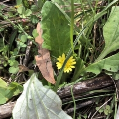 Cymbonotus sp. (preissianus or lawsonianus) (Bears Ears) at Dunlop, ACT - 4 Apr 2020 by Jubeyjubes