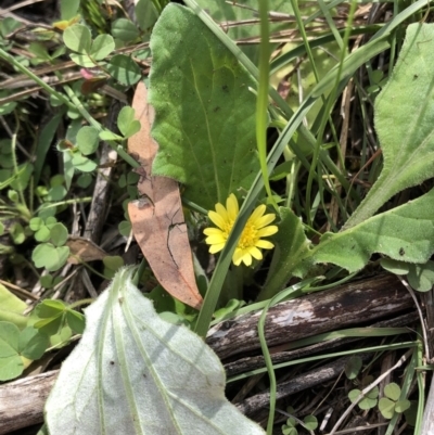 Cymbonotus sp. (preissianus or lawsonianus) (Bears Ears) at Dunlop, ACT - 4 Apr 2020 by Jubeyjubes