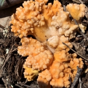 Ramaria sp. at Dunlop, ACT - 4 Apr 2020