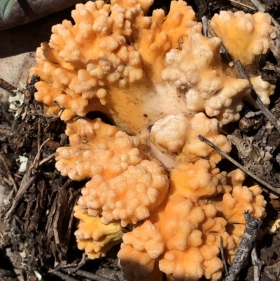 Ramaria sp. (A Coral fungus) at Dunlop, ACT - 4 Apr 2020 by Jubeyjubes