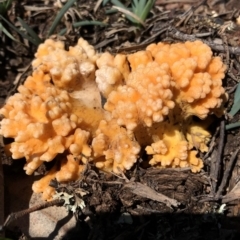 Ramaria sp. at Dunlop, ACT - 4 Apr 2020