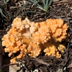 Ramaria sp. at Dunlop, ACT - 4 Apr 2020