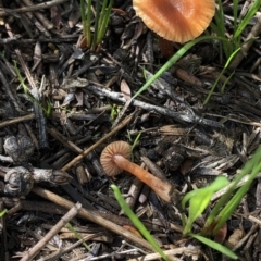 Laccaria sp. (Laccaria) at Aranda Bushland - 4 Apr 2020 by Jubeyjubes